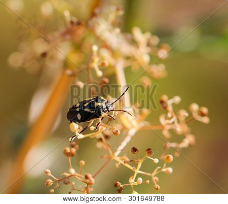 A Bug Or Beetle On A Plant