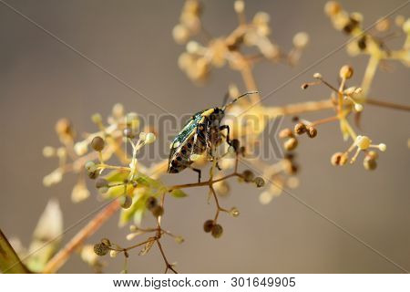 A Bug Or Beetle On A Plant