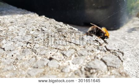 A Large Bee Holding Onto A Concert Slab.