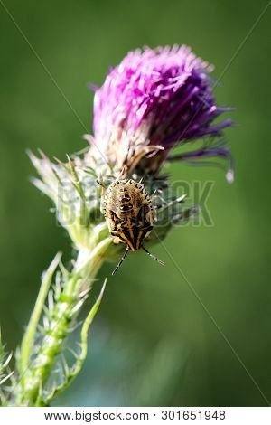 A Bug Or Beetle On A Plant
