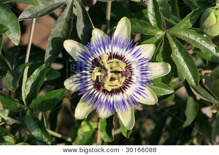 Passifloraceae bitki çiçek