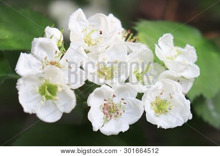 Common Hawthorn Branch, Crataegus Monogyna, Oneseed Hawthorn, Single-seeded Hawthorn With Tiny White
