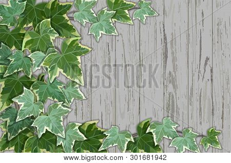 Old Rustic Wooden Wall Half Covered By Common Ivy
