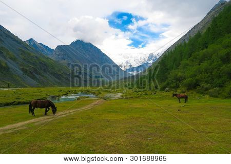 Akkem Lake. Altai Mountains Landscape. Horses On Background