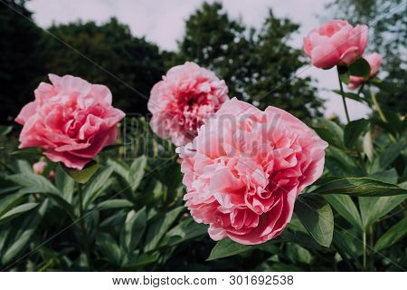 Gorgeous Pink Fluffy Peony Flowers Blooming In The Garden, Sunny Summer Day