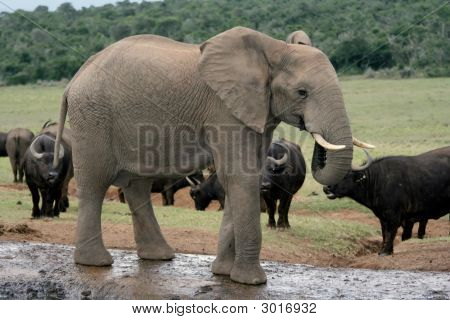 Éléphant d'Afrique avec les buffles