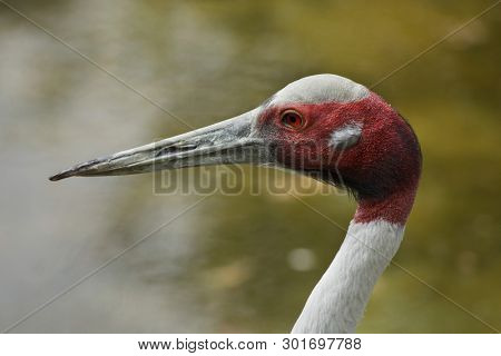 Indian sarus crane (Antigone antigone antigone). Wildlife bird.