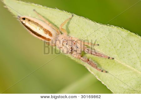Salticidae sulla foglia verde