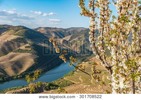 View Of The Terraced Vineyards In The Douro Valley And River Near The Village Of Pinhao, Portugal. C