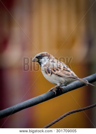 Sparrows Are A Family Of Small Passerine Birds. They Are Also Known As True Sparrows, Or Old World S