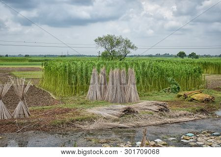 Jute Cultivation In India: Conditions, Method, Production And Distribution! Next To Cotton, Jute Is 