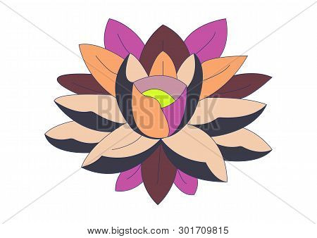 Varicolored Water Lily For Design Vector Illustration