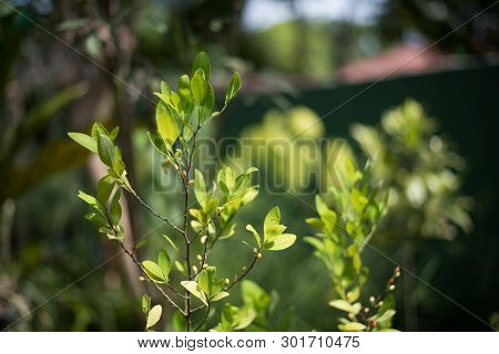 Leaves And Berries Of The Plant Erythroxylum Coca In Botanical Garden Of Plants And Spices In Sri La