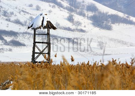 Antico osservatorio di uccelli In una canna