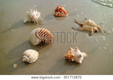 Various Types Of Beautiful Natural Seashells On The Wet Sand Beach