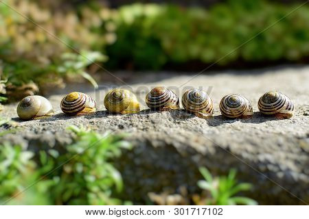 Snail Conches In Stone In Summer Garden.