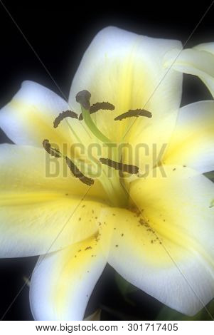 Blooming White Lily Flower Buds (lilium Samur),. Close Up, Macro. With Juta Background.