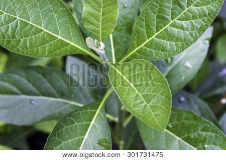 Bitterleaf Tree, Gymnanthemum Extensum Tree In Garden