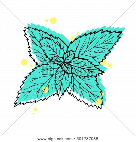 Illustration. Hand Drawn Leaves Mint. Black Line With Green And Yellow On White Background.