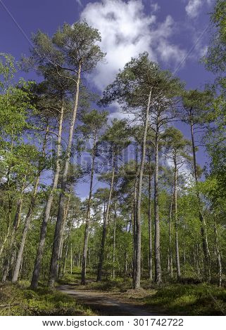 Hiking Path Tall Pine Trees In A Forest, Epe, Veluwe, The Netherlands, Gelders Landschap, Wandeling