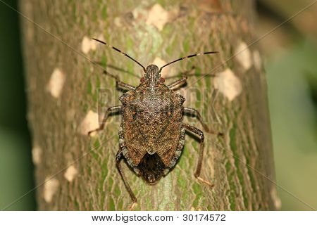 Stinkbug