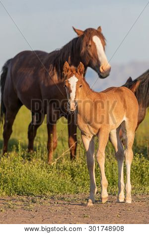 A Cute Wild Horse Foal In The Utah Desert In Spring