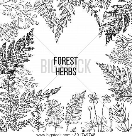 Forest Ferns And Herbs Set. Hand Drawn Vector Botanical Illustration