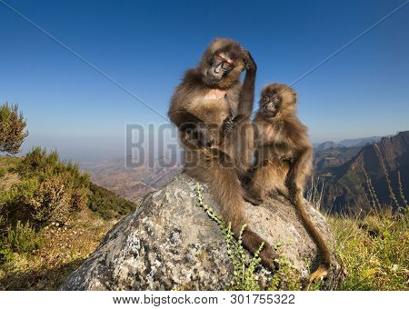 Close Up Of Baby Gelada Monkeys Sittting On A Rock In Simien Mountains, Ethiopia.