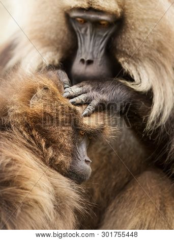 Close Up Of A Gelada Monkey Grooming A Baby, Simien Mountains, Ethiopia.