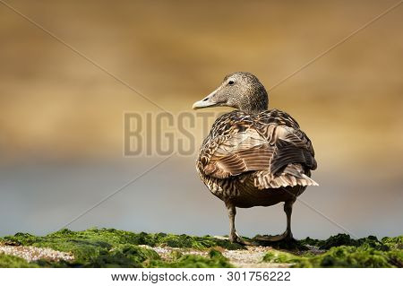 Close Up Of A Common Eider Female On The Coastal Area In Noss, Shetland Islands.