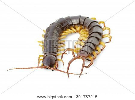 Image Of Centipedes Or Chilopoda Isolated On White Background. Animal. Poisonous Animals.