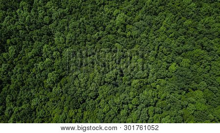 Drones Eye View - Aerial Top Down Tree Green Background, Caucasus, Russia.