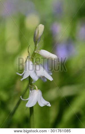 Close Up Of A White Bluebell (hyacinhoides Non-scripta) Flower In Bloom
