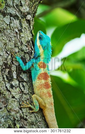 Closeup Of A Blue Lizard On A Tree In Thailand; Calotes Mystaceus