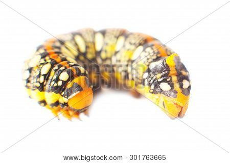 Hyles Euphorbiae. Caterpillar Against White Background. Spurge Hawk. Sphingidae