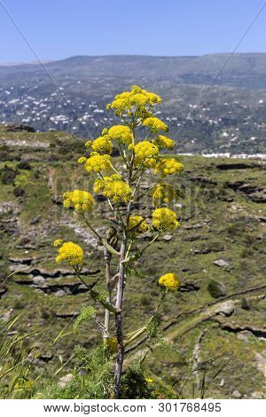 Unusual, Useful Plant (ferula Communis) With Yellow Inflorescences Grows In Its Natural Habitat Clos