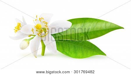 Isolated Orange Flowers. Blossoming Branch Of Orange Tree Isolated On White Background With Clipping
