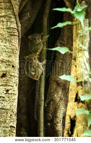 Family Of Spectral Tarsiers, Tarsius Spectrum, Portrait Of Rare Endemic Nocturnal Mammals, Small Cut