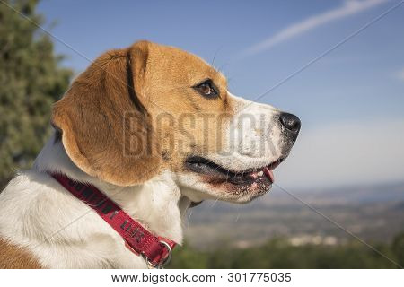 Portrait Of A Pretty Young Beagle Dog Looking Calm During A Walk In The Countryside