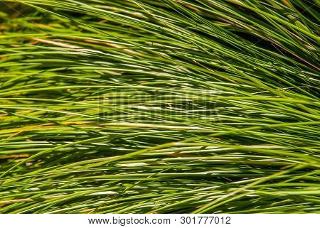 Tef Cereal - Eragrostis Tef - Botany And Botanical Backgrounds Suitable For Making Background Images