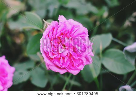 Louise Odier Or Madame De Stella Rose. Beautiful Ancient Variety Of Roses. Fragrant Beautiful Plant 
