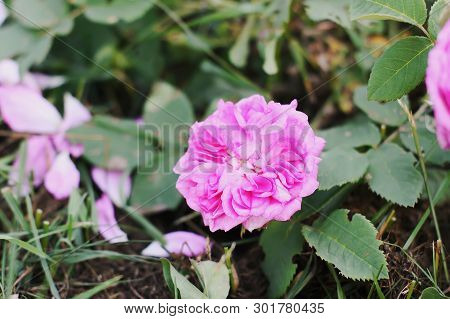 Louise Odier Or Madame De Stella Rose. Beautiful Ancient Variety Of Roses. Fragrant Beautiful Plant 