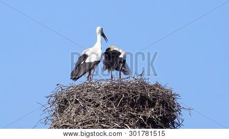 Two White Storks On Nest