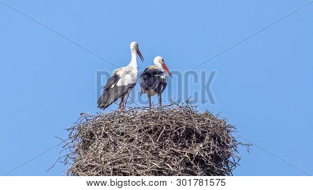 The Storks Are Back!