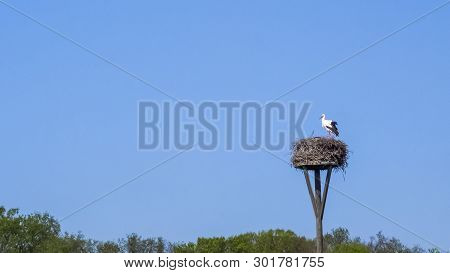 White Stork On Nest, High Up On Nesting Pole.