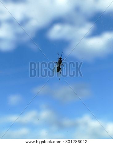 An Insect With Wings On The Glass,
A Winged Fly Over The Glass,