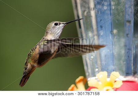Broad-tailed Hummingbird Arriving At The Feeder For A Meal