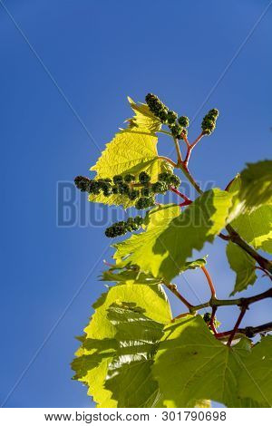 Young Grape Vine With Small Green Grapes On Blue Sky Background