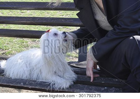 Woman Holding  Cute Maltese Dogs. In The Park.