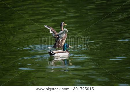 Male And Female Ducks As Couple Are Seeming To Have A Fun Time In The Middle Of The Green Water